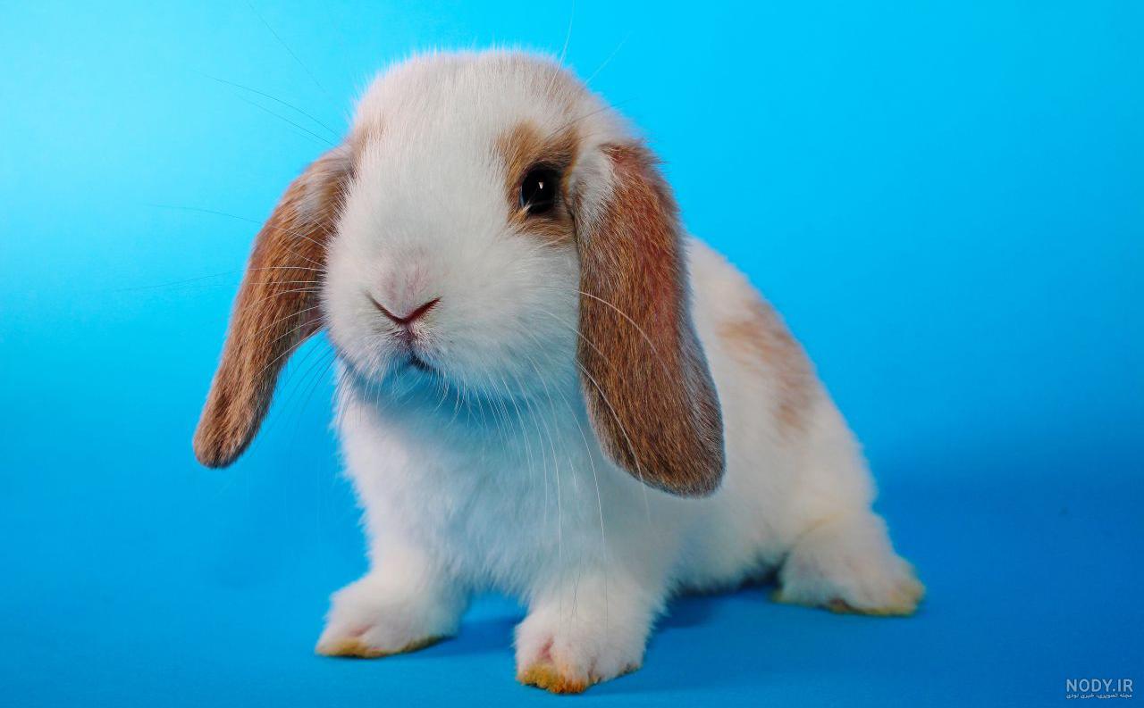 عکس خرگوش های بامزه و خوشگل