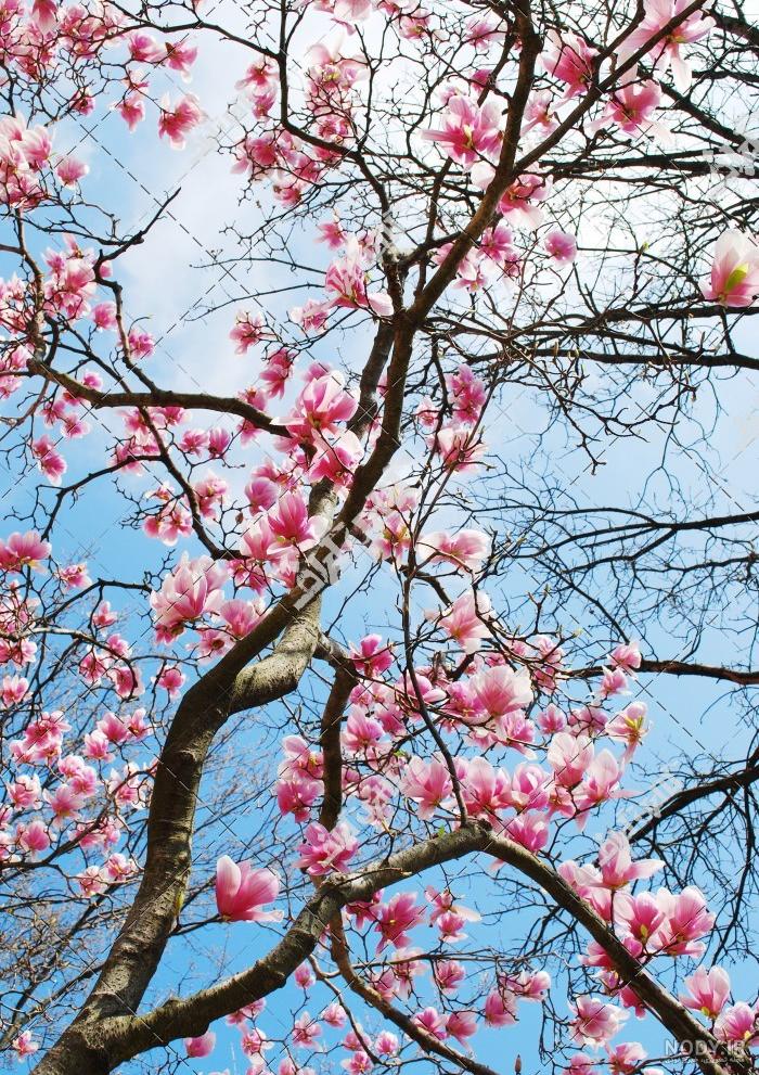 عکس درخت بهاری زیبا