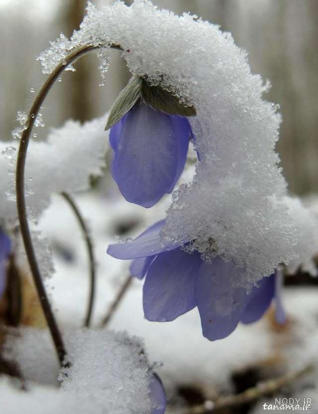 عکس زیبای پروفایل زمستانی