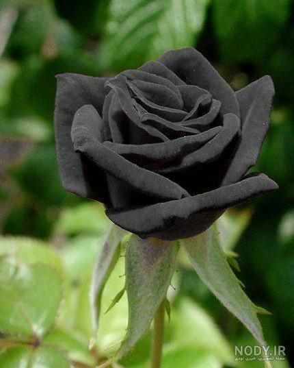 عکس سیاه گل رز