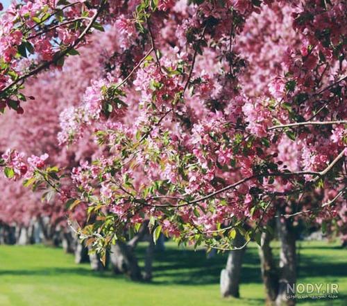 عکس شکوفه بهاری درختان