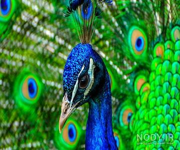 عکس طاووس سفید