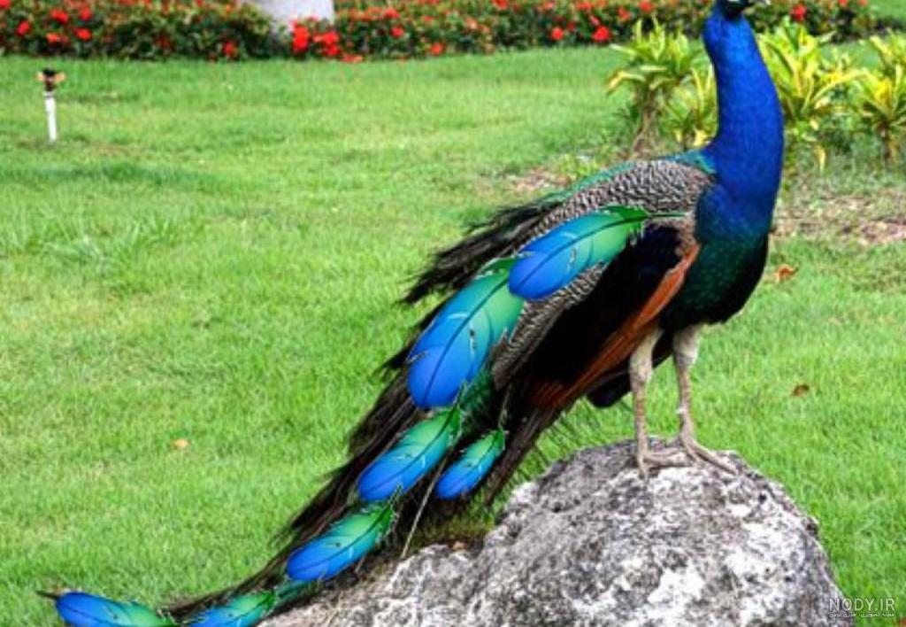عکس طاووس ماده زیبا