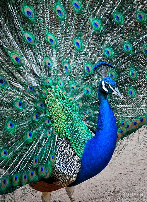 عکس طاووس واقعی