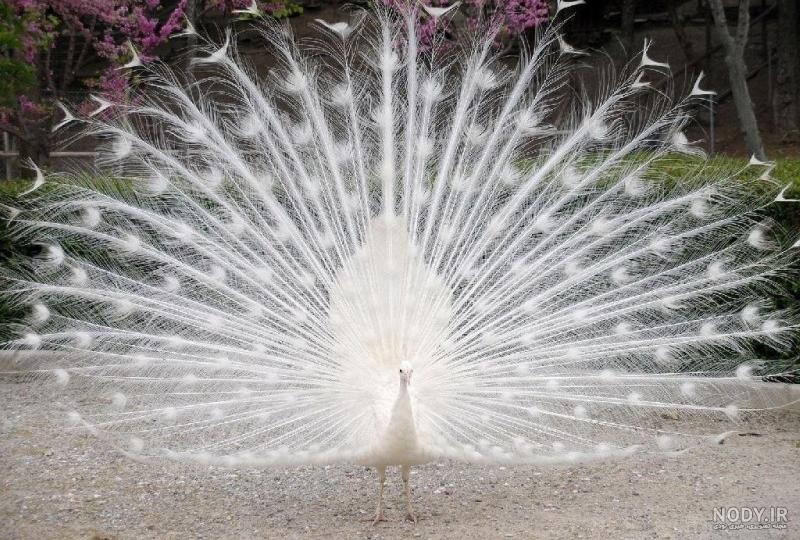 عکس معجزه گر طاووس واقعی