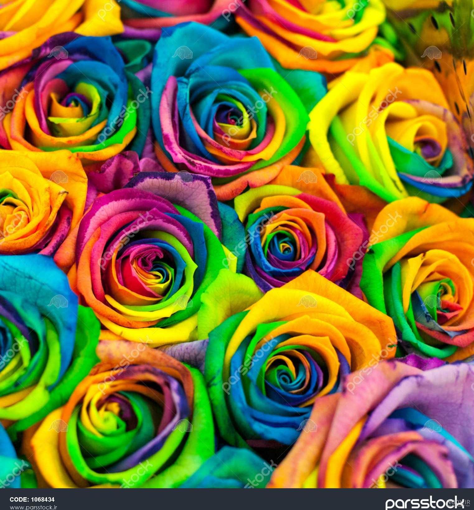عکس هایی از گل رز های رنگی