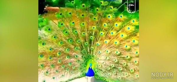 عکس پر طاووس