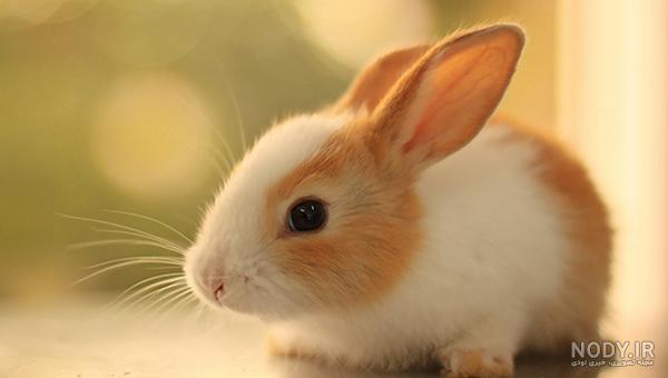 چگونه نژاد خرگوش را تشخیص دهیم