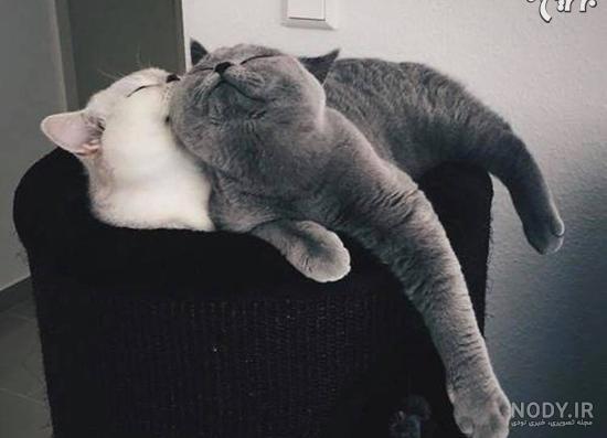 عکس پروفایل دو گربه عاشق