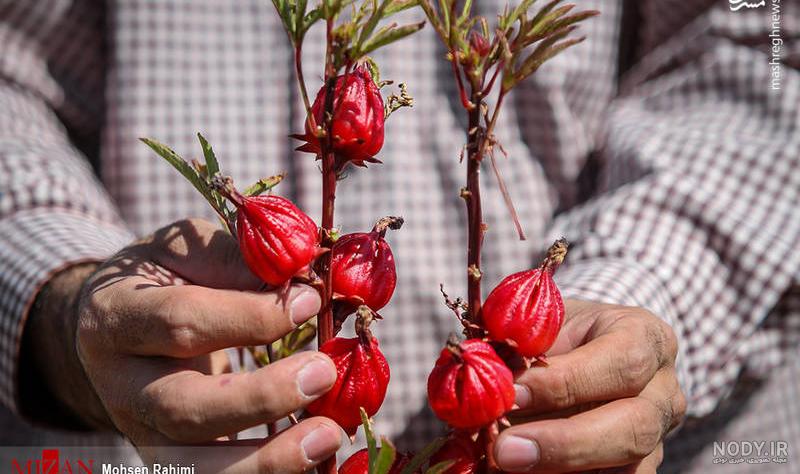 انواع گل چای