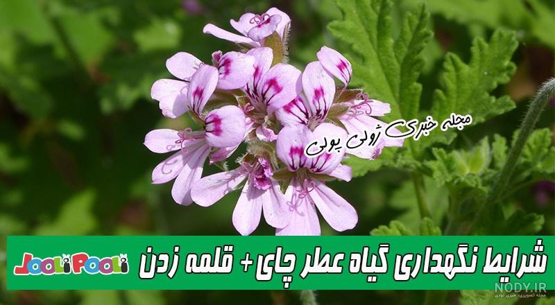 خواص شمعدانی عطری در طب سنتی