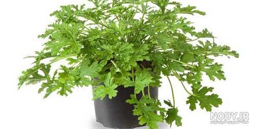 خواص چای کوهی برای مو