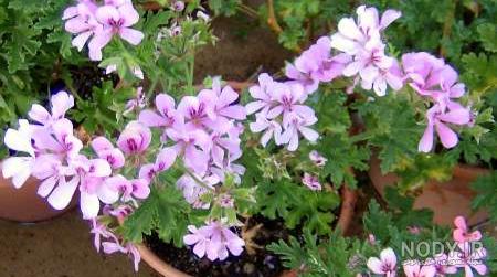 خواص چای کوهی برای کبد