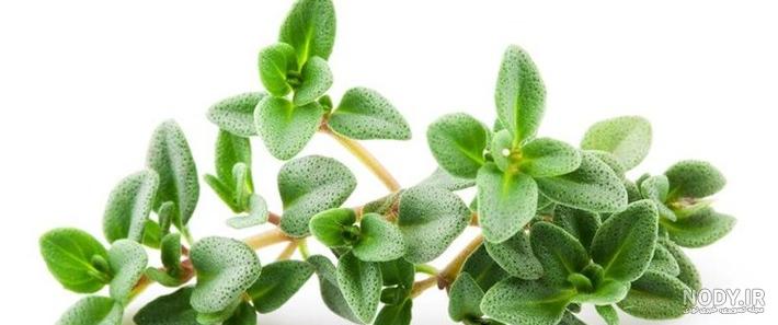 طریقه مصرف آویشن برای سرماخوردگی