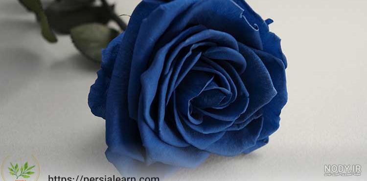 عکس گل رز ابی و مشکی