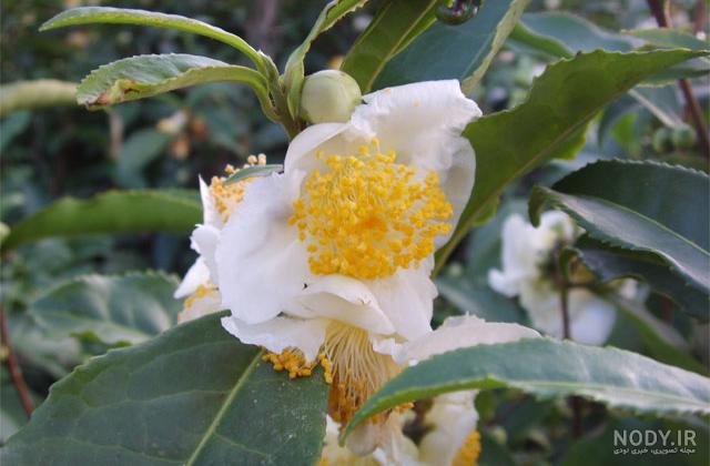 عکس گل چای سفید
