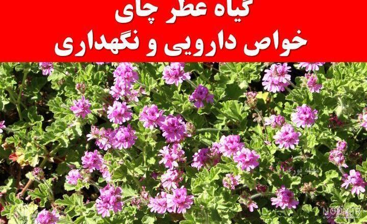 عکس گل چای کوهی