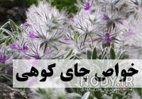 قیمت گل چای