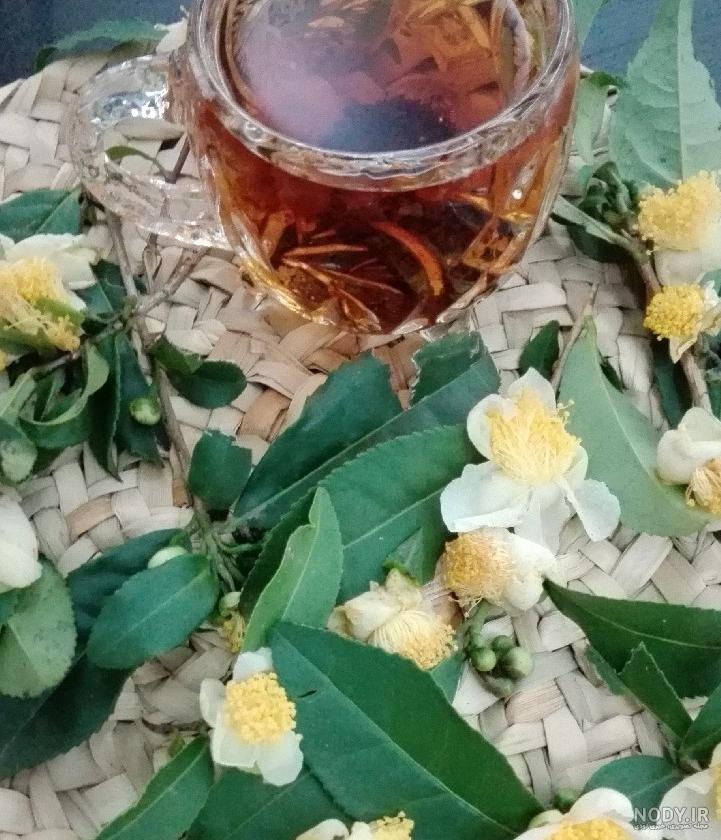 گل چای چیست