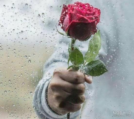 تصویر گل