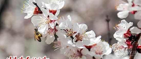 عکس شکوفه های بهاری برای تصویر زمینه عکس شکوفه های بهاری برای تصویر زمینه
