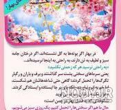 عکس شکوفه های بهاری در ایران عکس شکوفه های بهاری در ایران