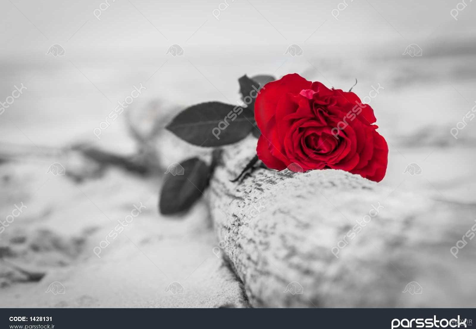 عکس پروفایل دوتا گل