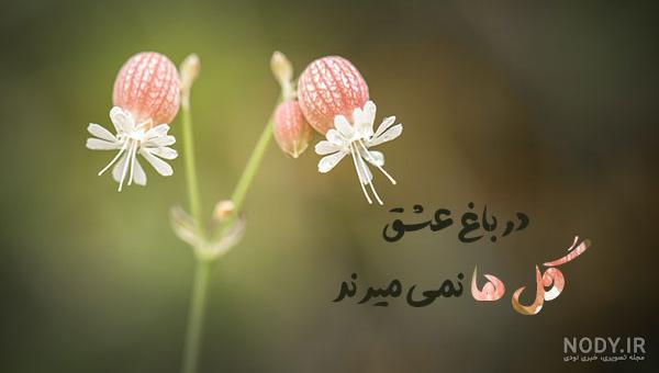 عکس پروفایل گل یخ