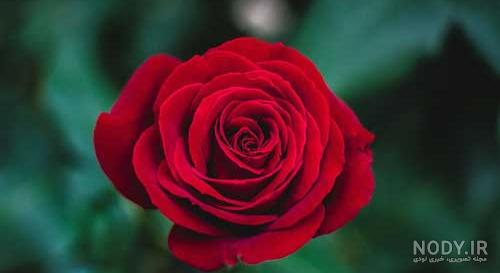 عکس گل با نوشته زیبا