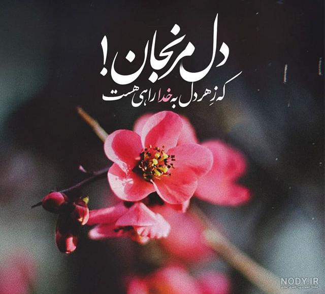 عکس گل برای پروفایل اینستا