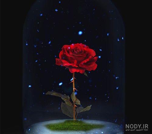 عکس گل برای پروفایل واتساپ