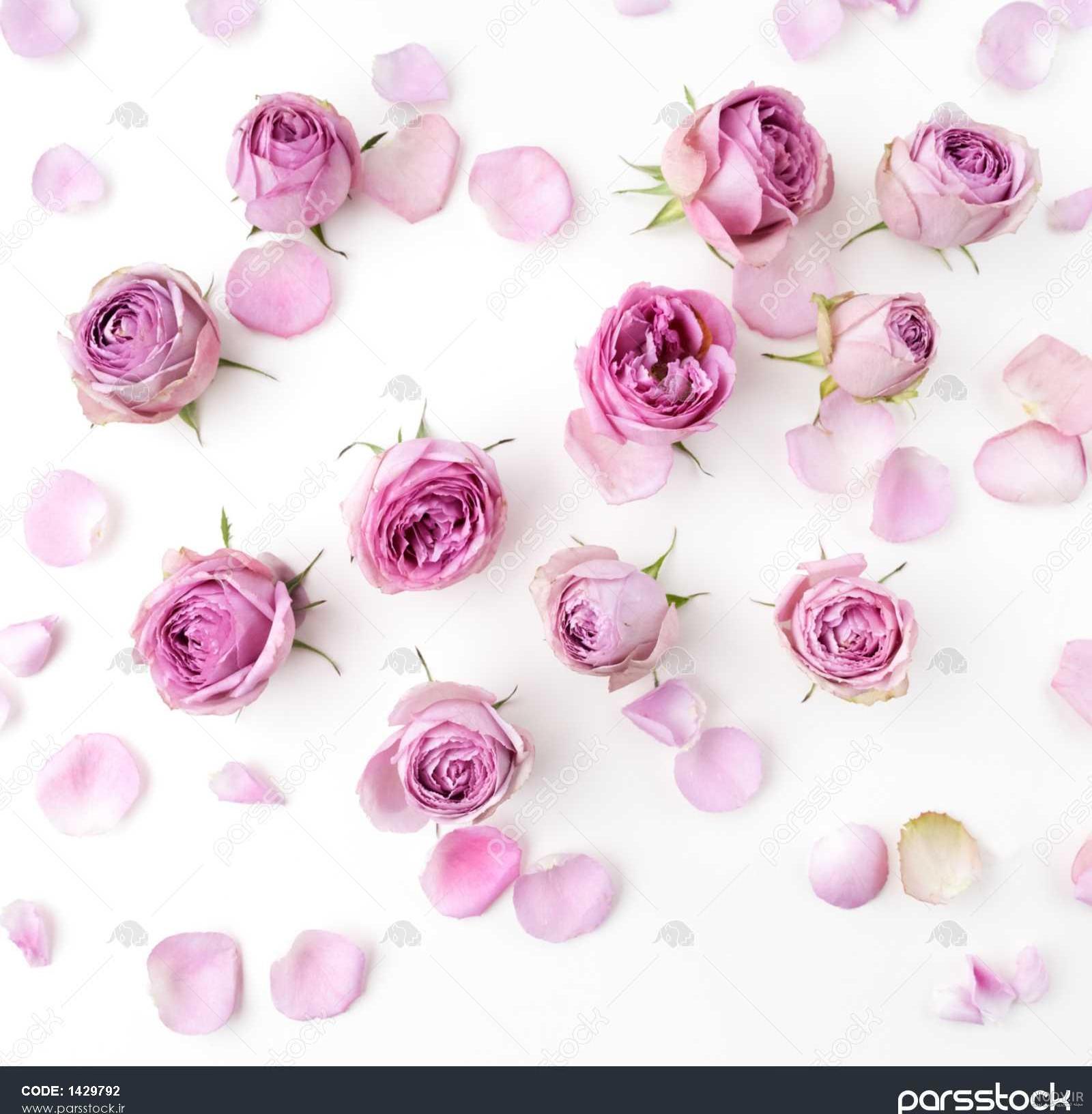 عکس گل طبیعی