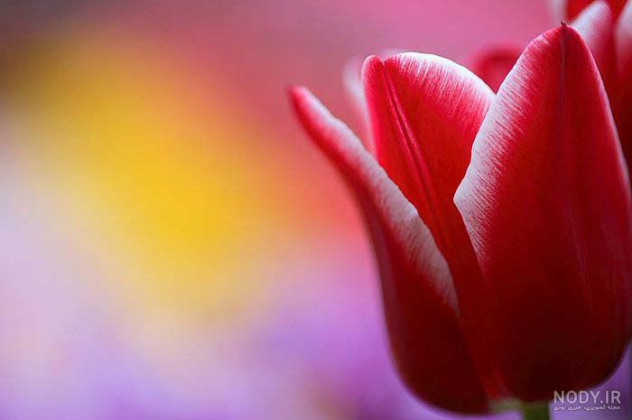 عکس گل لاله تکی عکس گل لاله تکی