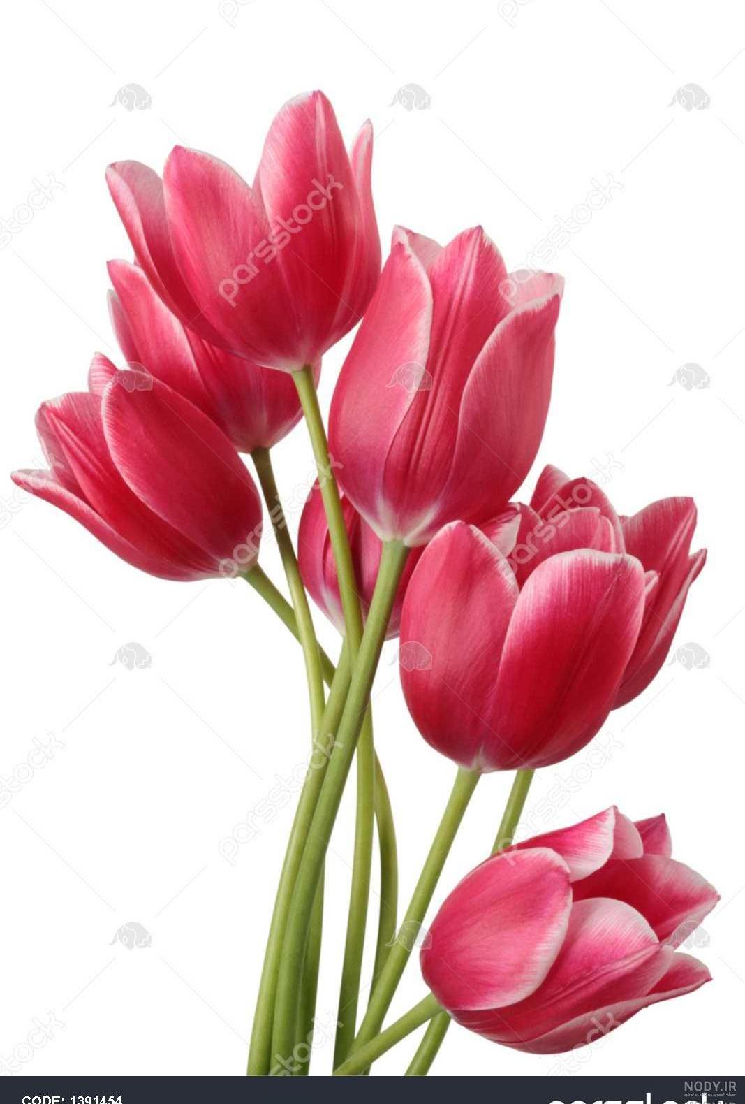 عکس گل لاله رنگی عکس گل لاله رنگی