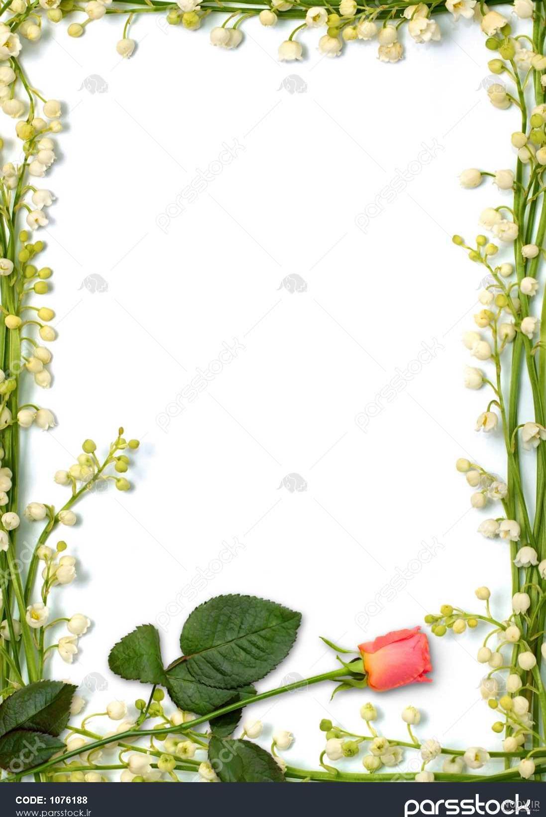 عکس گل نرگس