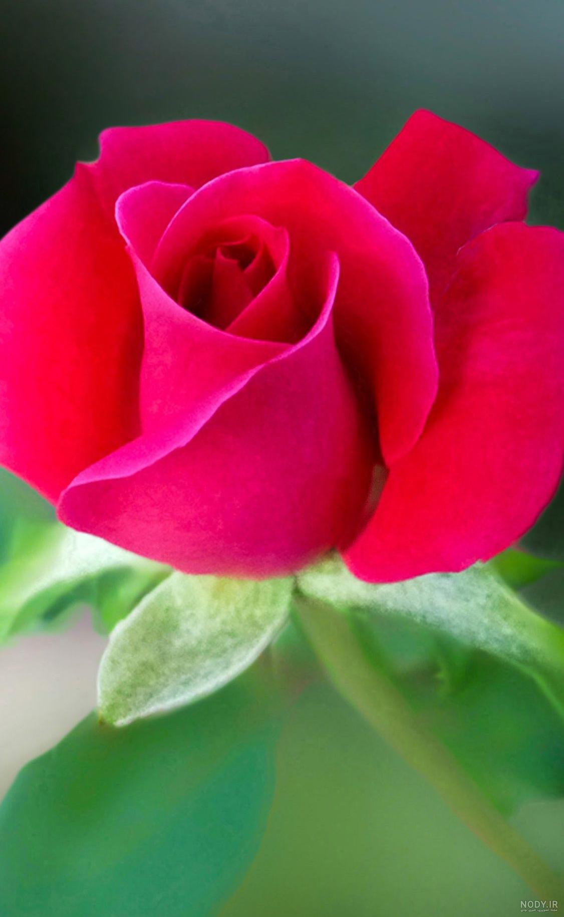 عکس گل های زیبای جهان
