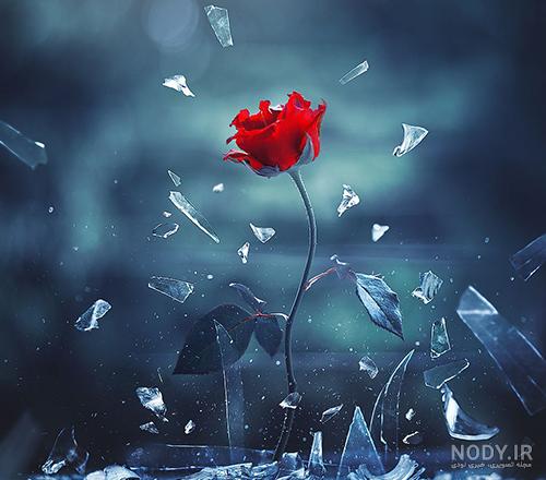 عکس گل های زیبای جهان