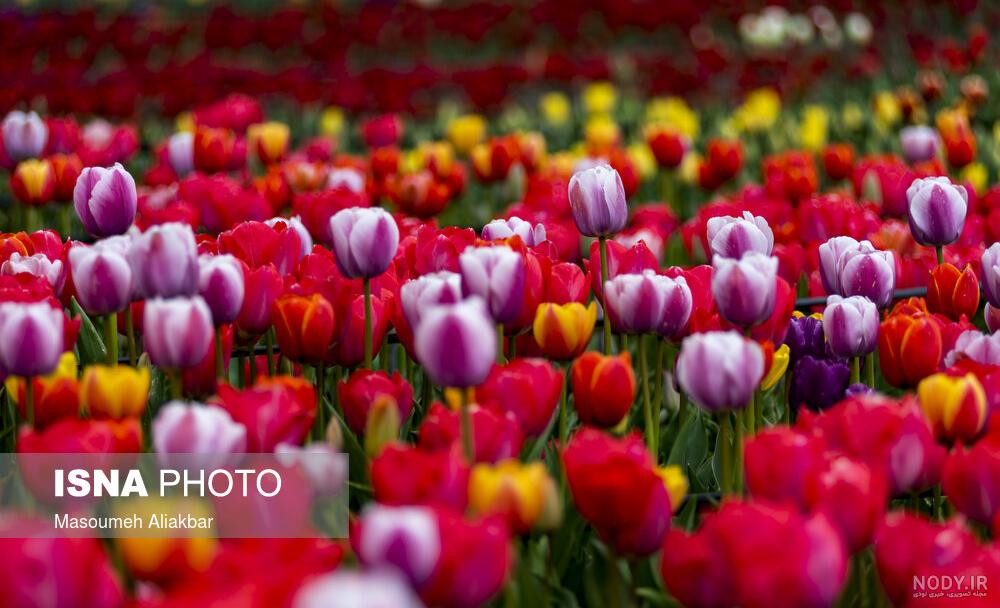 عکس گلهای لاله رنگارنگ عکس گلهای لاله رنگارنگ