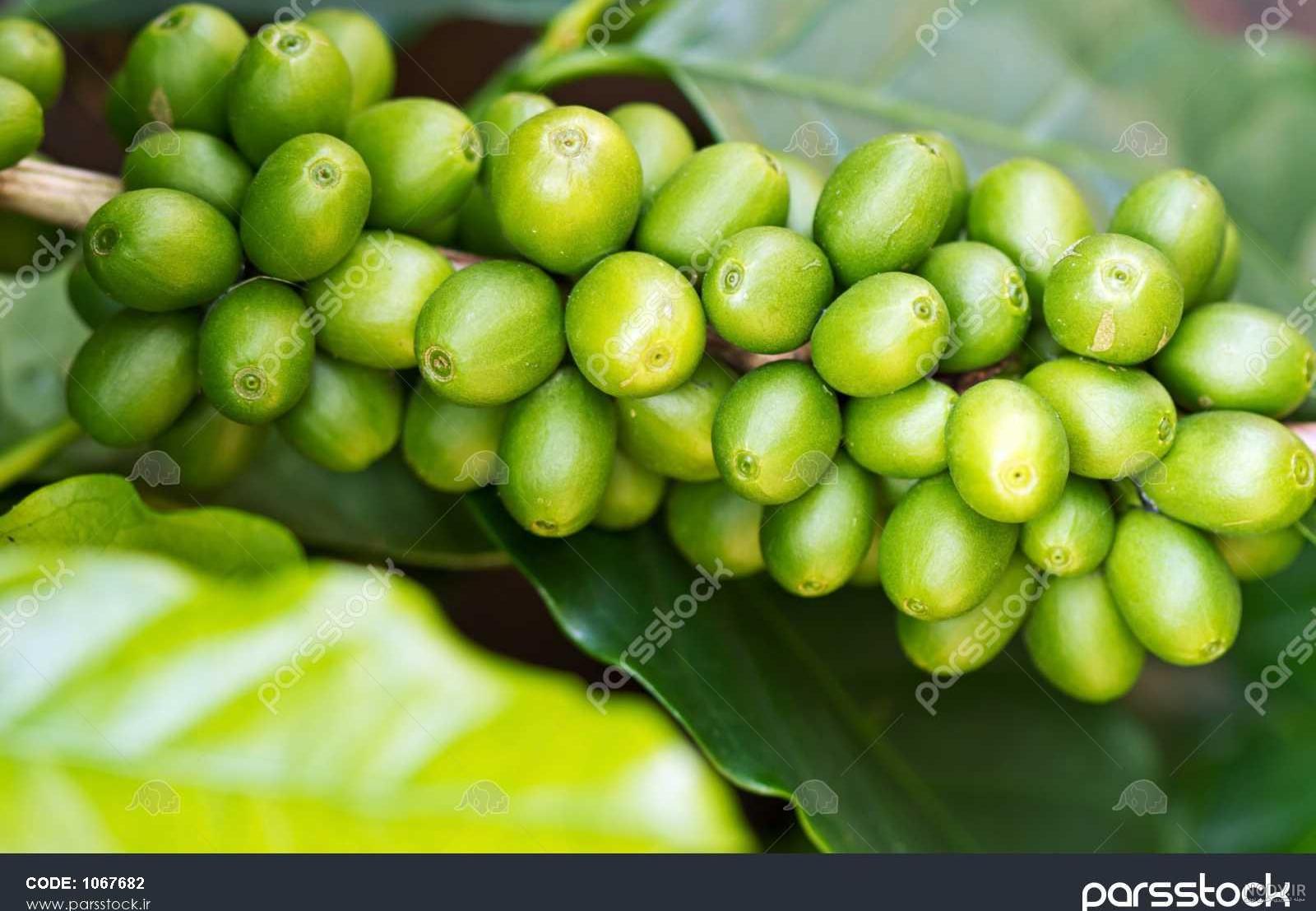 انواع قهوه ها