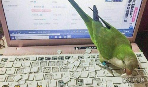 خنده دار پرنده خنده دار پرنده