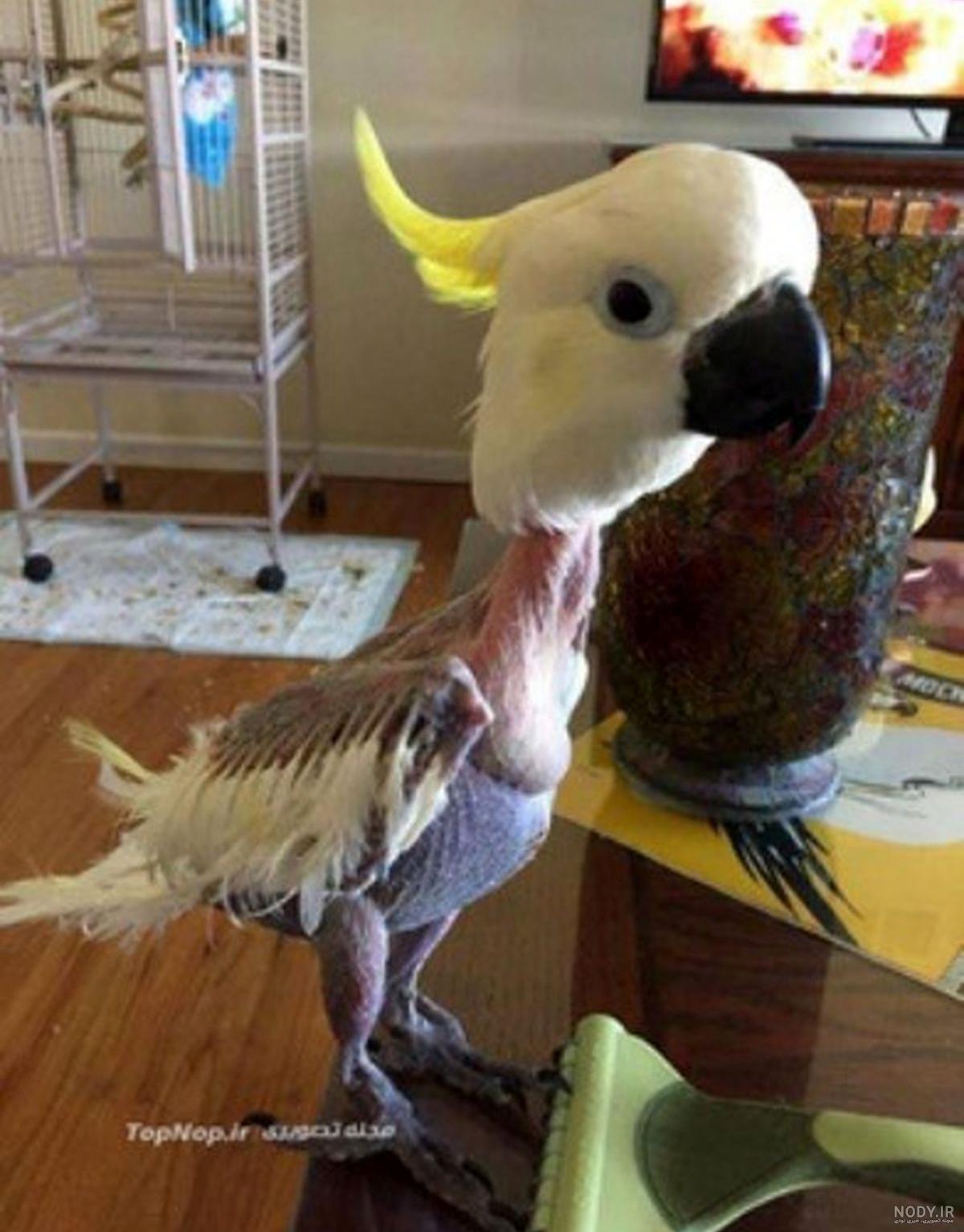 دوبله طوطی خنده دار دوبله طوطی خنده دار