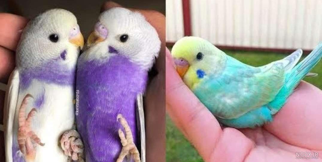 دوبله طوطی خنده دار دوبله طوطی خنده دار