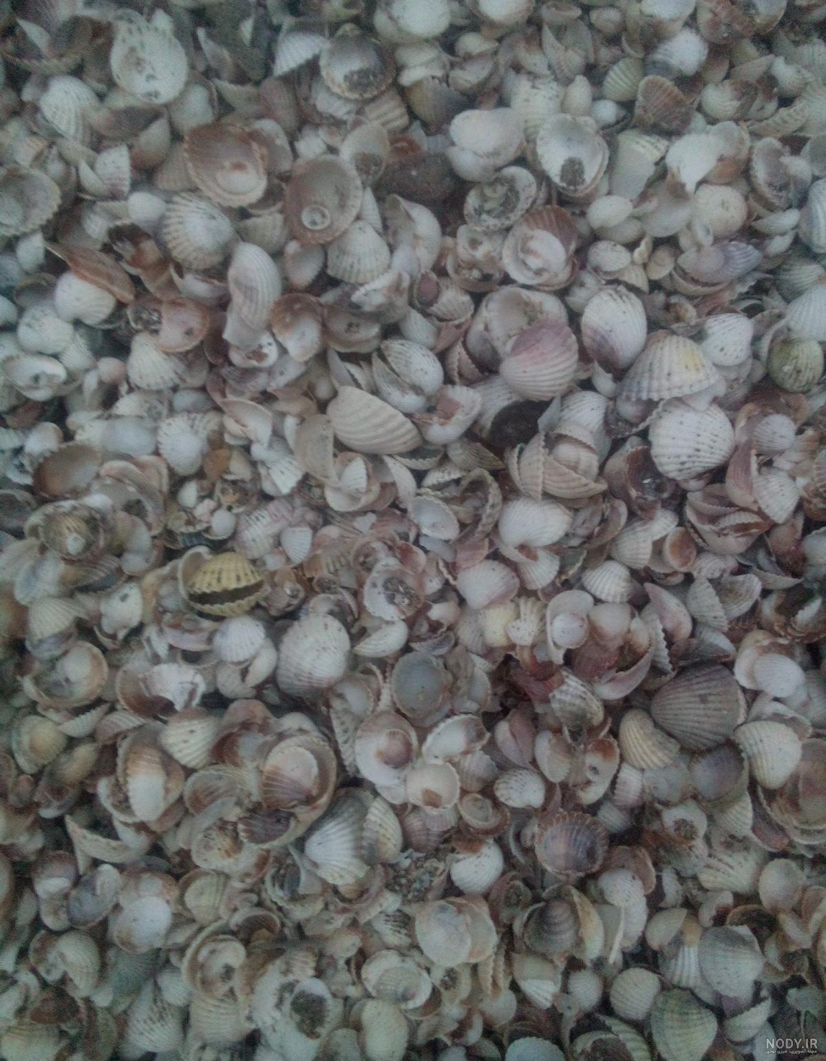 صدف دریایی زنده
