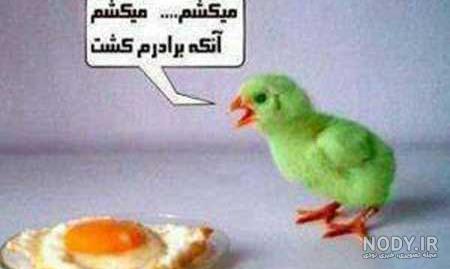 طوطی سخنگو آپارات طوطی سخنگو آپارات