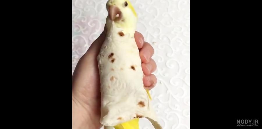 طوطی سخنگو خنده دار طوطی سخنگو خنده دار