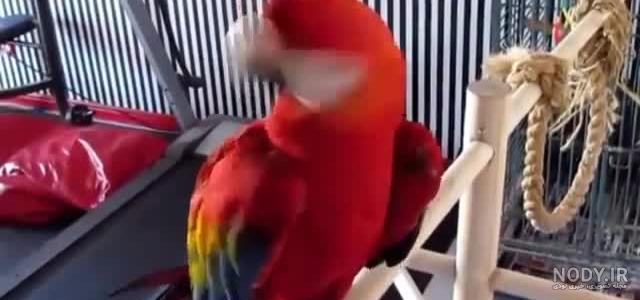 فیلم طوطی سخنگو کاسکو فیلم طوطی سخنگو کاسکو