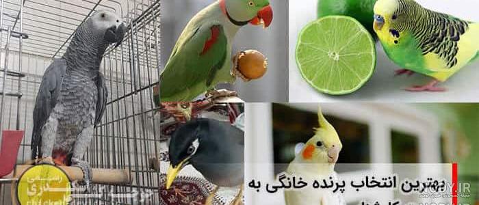 کلیپ خنده دار طوطی سخنگو کلیپ خنده دار طوطی سخنگو