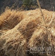 بخور کاه جو برای سرماخوردگی بخور کاه جو برای سرماخوردگی