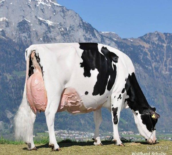 جدول ارزش غذایی یونجه جدول ارزش غذایی یونجه