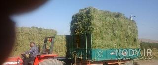عکس یونجه گاو